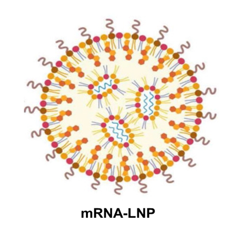 Schematic diagram of mRNA-LNP structure showing lipid composition